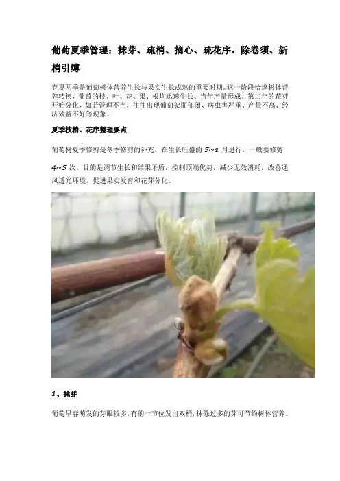 葡萄夏季管理：抹芽、疏梢、摘心、疏花序、除卷须、新梢引缚