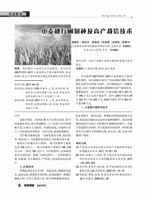 小麦穗行圃制种及高产栽培技术