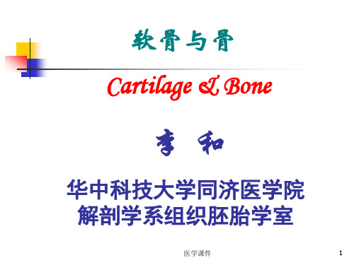 组织学与胚胎学--软骨与骨 PPT课件