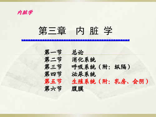 《内脏学》生殖系统