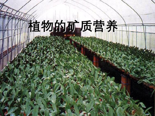 植物的矿质代谢