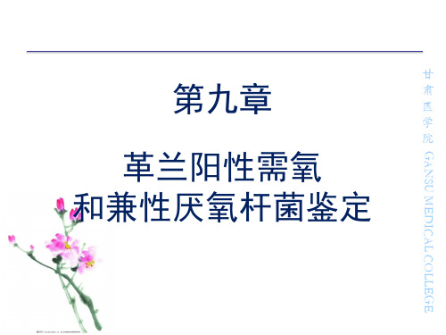 第9章 革兰阳性氧和兼性厌杆菌鉴定