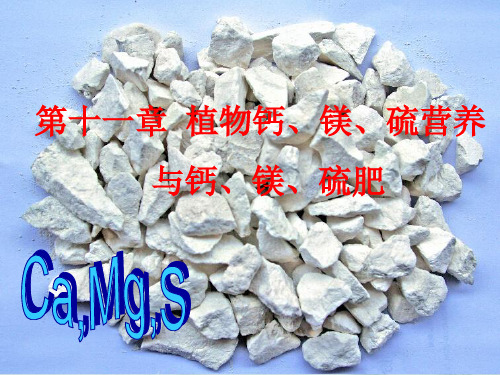 植物营养学第11章植物钙镁硫素营养与钙镁硫肥