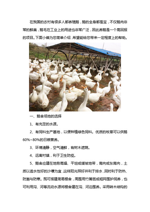鹅苗养殖场地