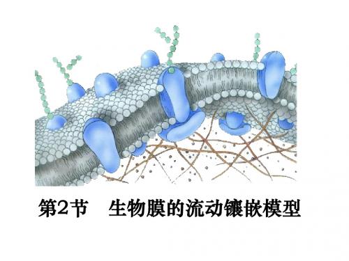 生物膜的流动镶嵌模型课件
