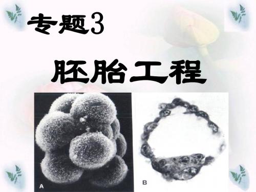 体内受精和早期胚胎发育用