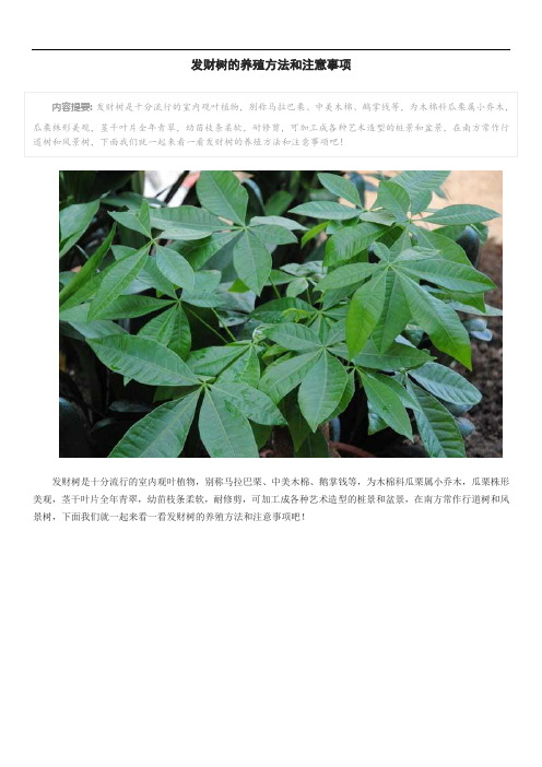 发财树的养殖方法和注意事项