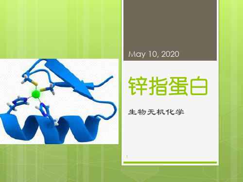锌指蛋白