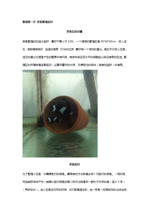 北方海洋生物繁育中心怎样让小丑鱼配对