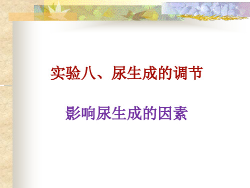 生理实验八 尿生成的调节