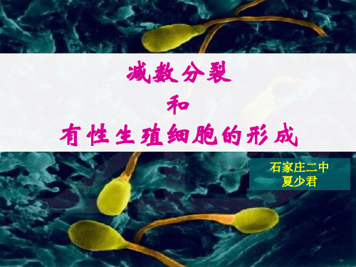 减数分裂石家庄二中夏少君 公开课一等奖课件