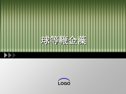 球等鞭金藻PPT课件
