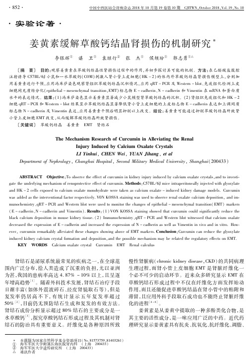 姜黄素缓解草酸钙结晶肾损伤的机制研究