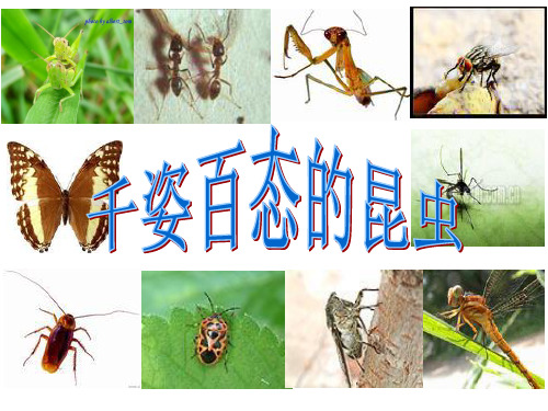 八上4-2.3动物及人的生殖和发育复习