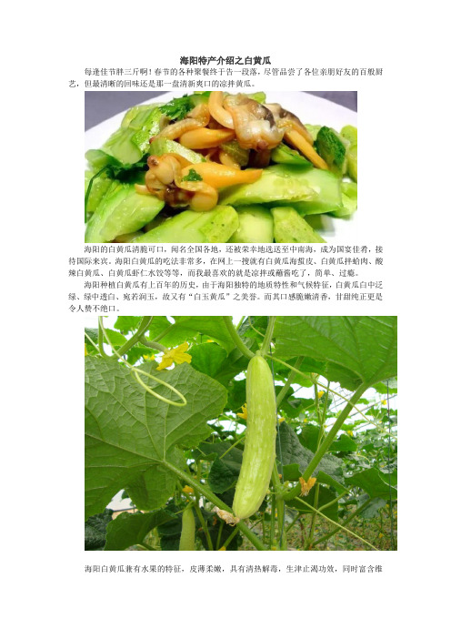 海阳特产介绍之白黄瓜