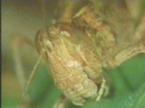 七年级生物蝗虫2