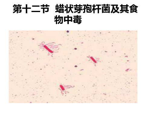 蜡状芽孢杆菌中毒
