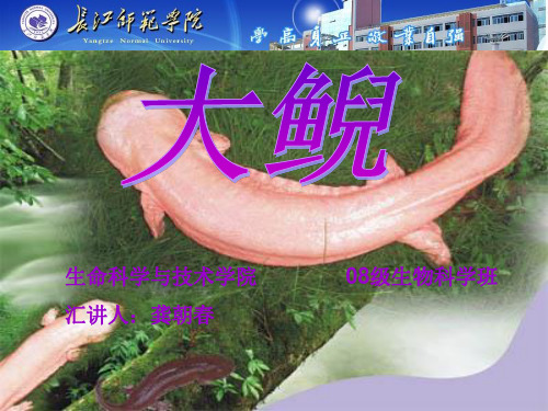 大鲵课件