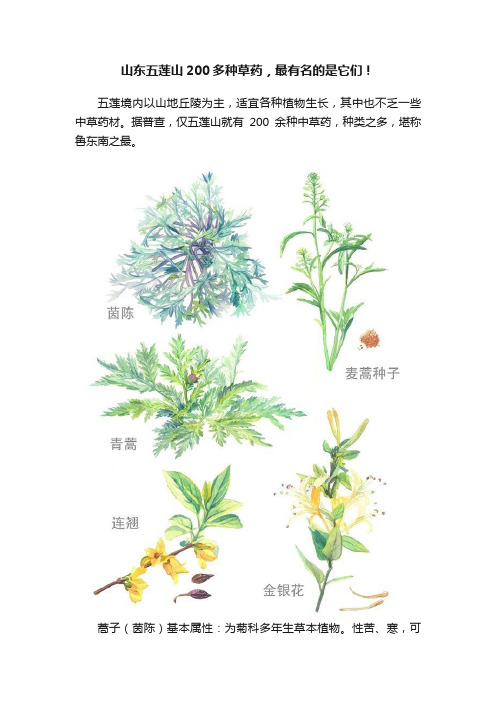 山东五莲山200多种草药，最有名的是它们！