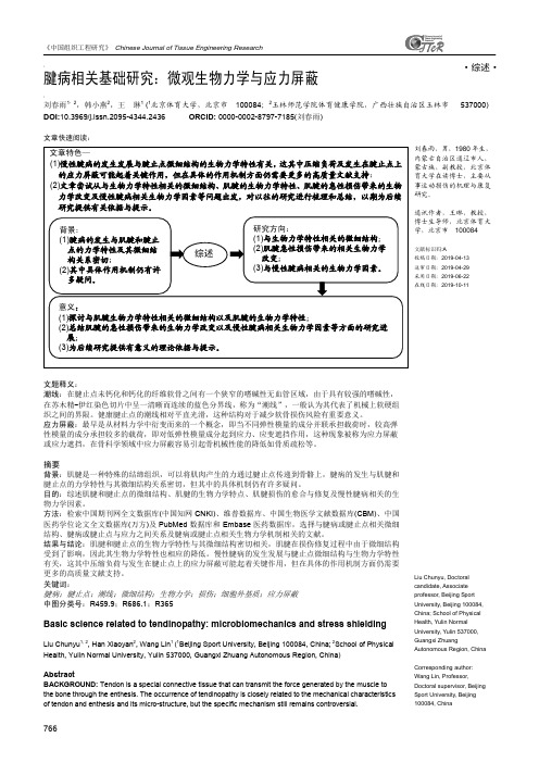 腱病相关基础研究：微观生物力学与应力屏蔽