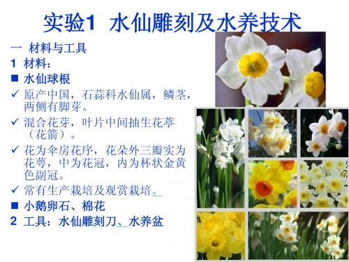 水仙雕刻及水养