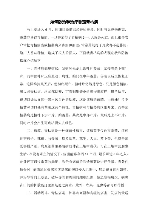 如何防治和治疗番茄青枯病