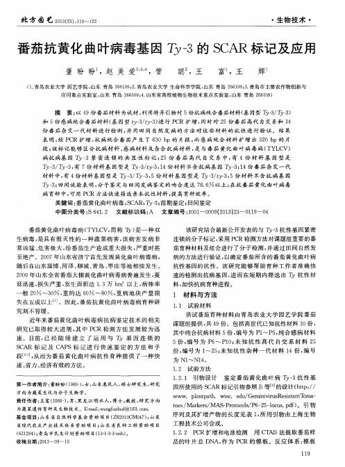 番茄抗黄化曲叶病毒基因Ty-3的SCAR标记及应用