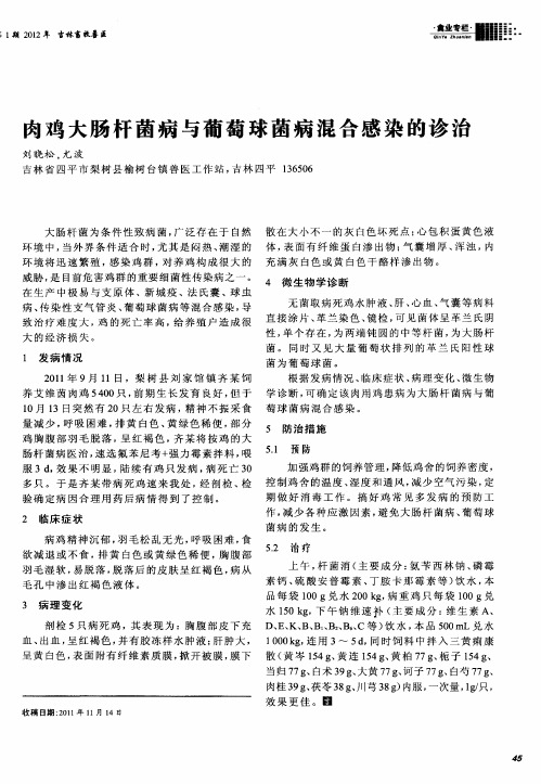 肉鸡大肠杆菌病与葡萄球菌病混合感染的诊治