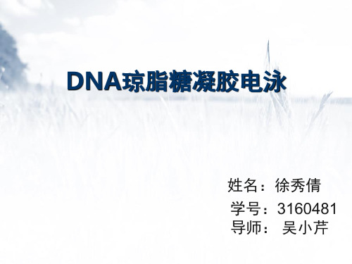 DNA琼脂糖凝胶电泳(课堂PPT)
