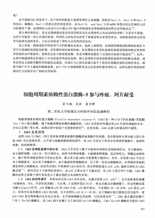 细胞周期素依赖性蛋白激酶-5参与疼痛、阿片耐受