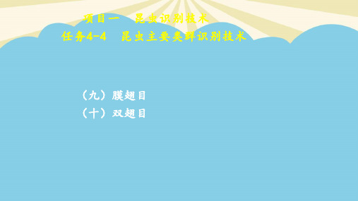 项目一任务44昆虫主要类群识别技术.2021最全PPT