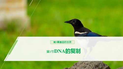 《DNA的复制》基因的本质-人教版高中生物必修二PPT课件