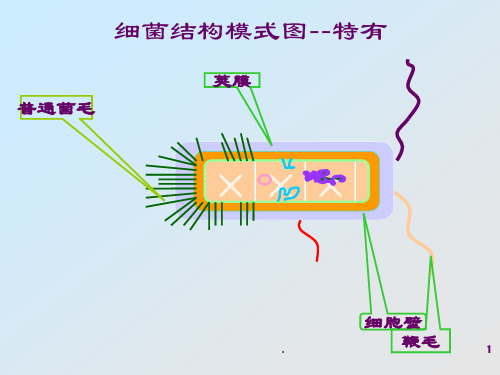 病原性球菌ppt演示课件