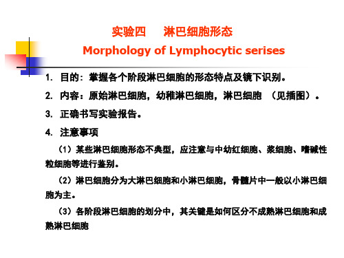 掌握各个阶段淋巴细胞的形态特点及镜下识别