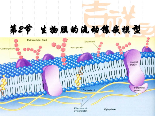 高中生物_细胞膜的流动性