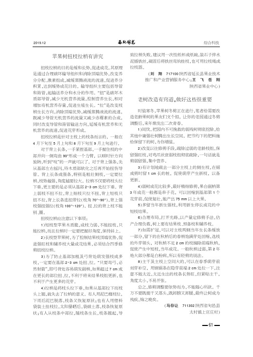 苹果树扭枝拉梢有讲究