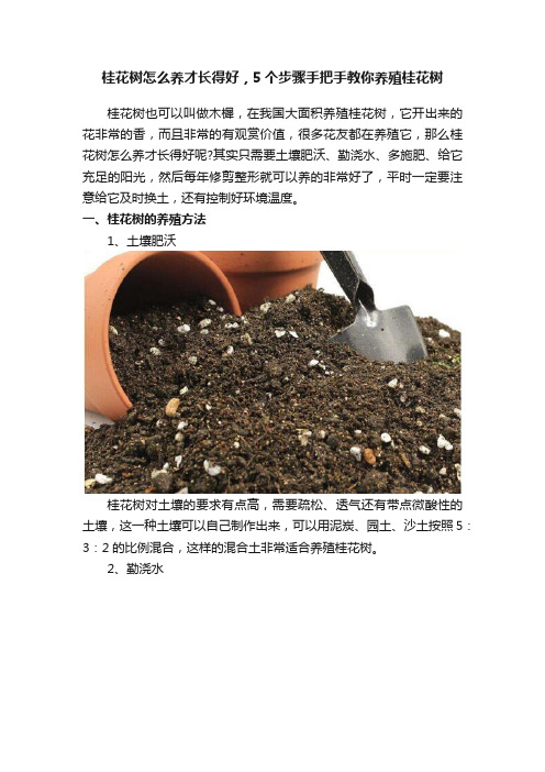 桂花树怎么养才长得好，5个步骤手把手教你养殖桂花树