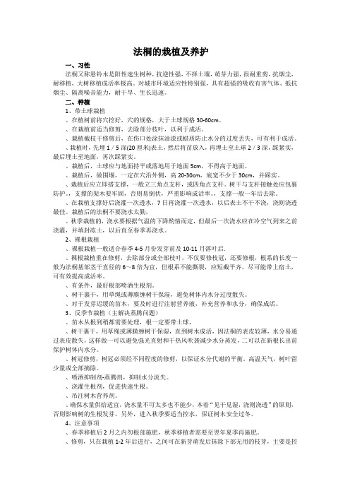 法桐的栽培及养护技术
