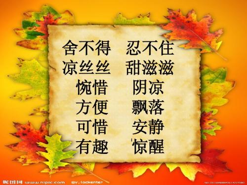 一张美丽的红枫叶