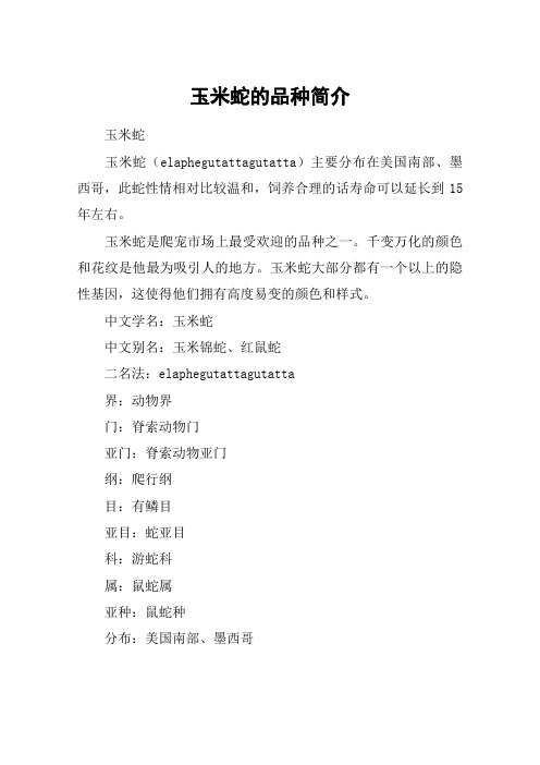 玉米蛇的品种简介