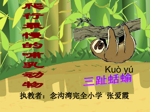 北师大版四年级数学下册课《爬行最慢的哺乳动物》课件