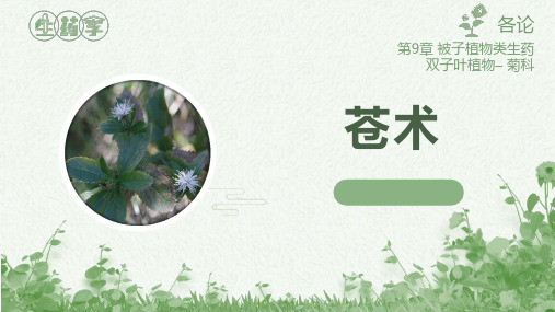 菊科 - 苍术