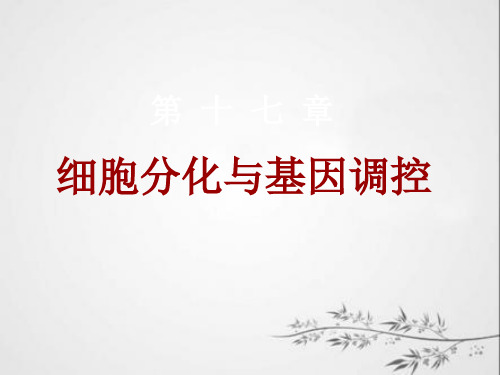细胞分化与基因调控王玉娟