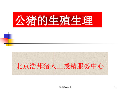 公猪的生殖生理