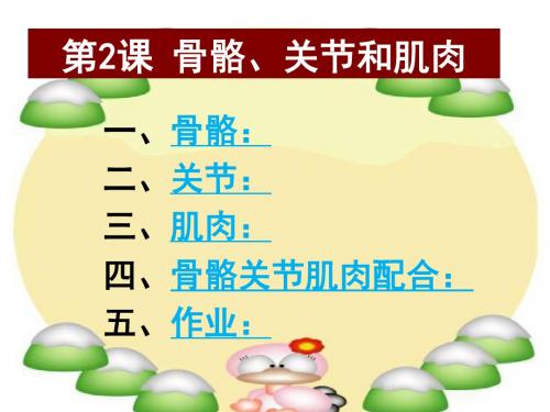 年四年级科学上册4.2骨骼、关节和肌肉课件3教科版