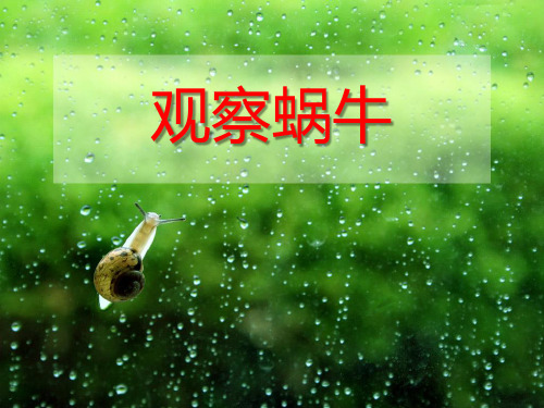 一年级下 3.《观察一种动物》 教科版实用PPT