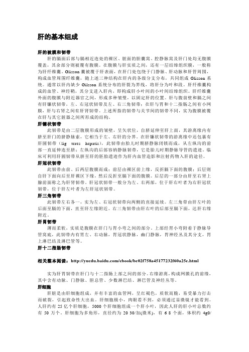【肝病】肝的组成和功能