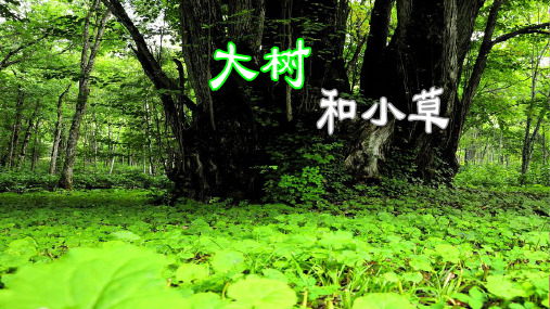 教科版三年级科学上册课件：《大树和小草》ppt课件