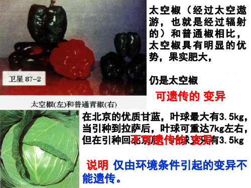 生物变异的来源(上课用)