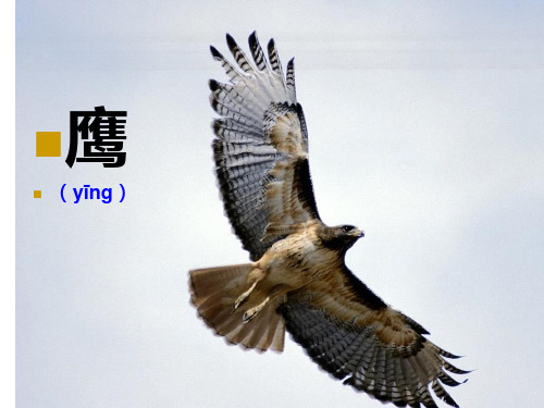 小鹰学飞ppt